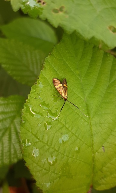 Nemophora degeerella - pompás tőrösmoly