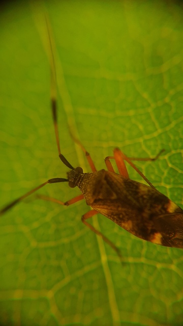 Closterotomus biclavatus - aranyszőrű mezeipoloska