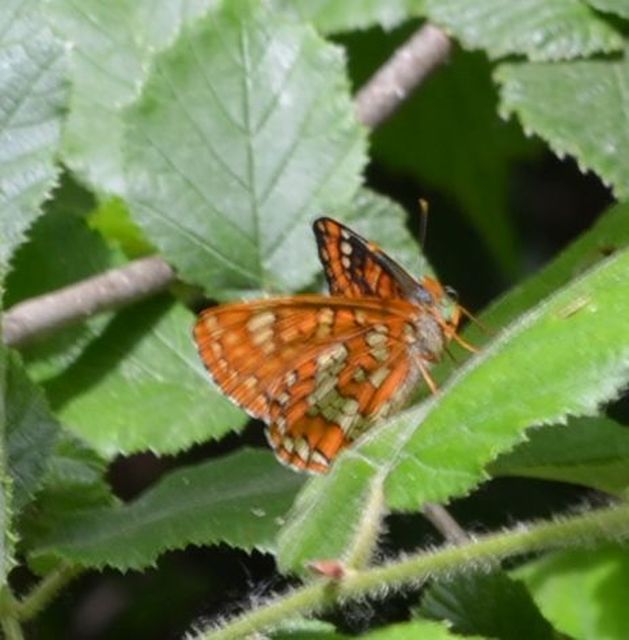 Euphydryas maturna - díszes tarkalepke