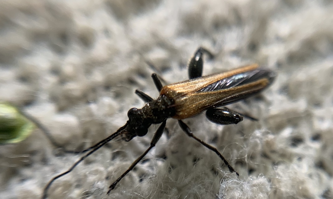 Oedemera femorata - sárgahátú álcincér