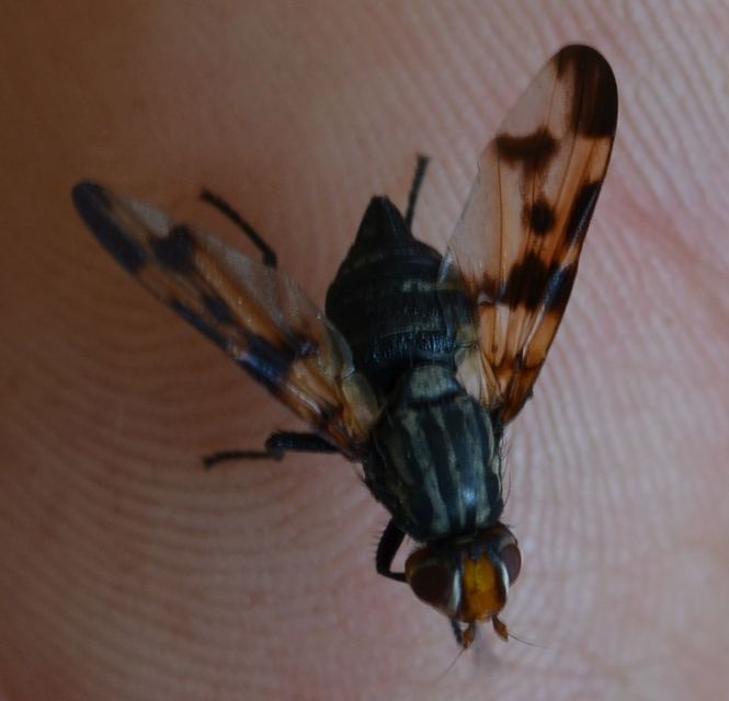 Ulidiidae - foltosszárnyú legyek