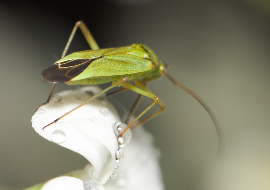 Calocoris affinis