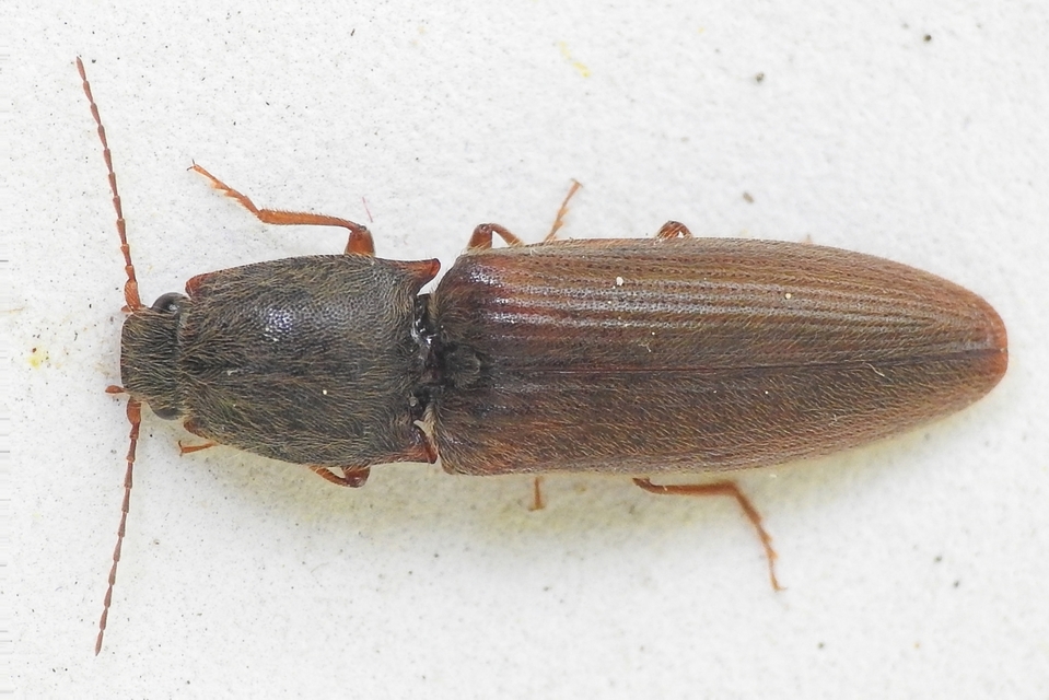 Athous haemorrhoidalis - szurkos pattanó Athous haemorrhoidalis - szurkos pattanó
