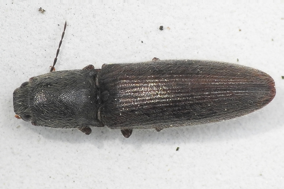 Athous haemorrhoidalis - szurkos pattanó Athous haemorrhoidalis - szurkos pattanó