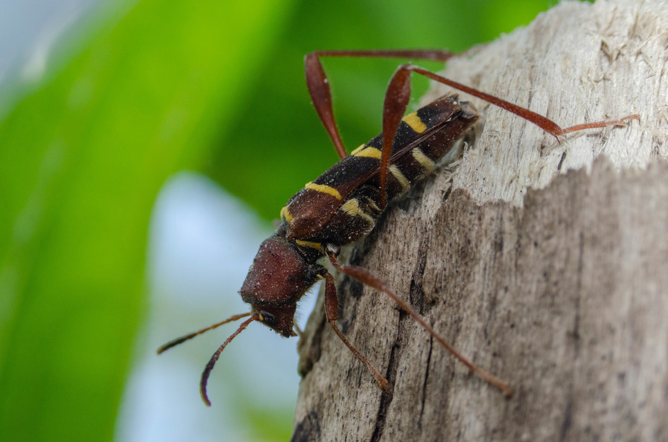 Neoclytus acuminatus - amerikai darázscincér