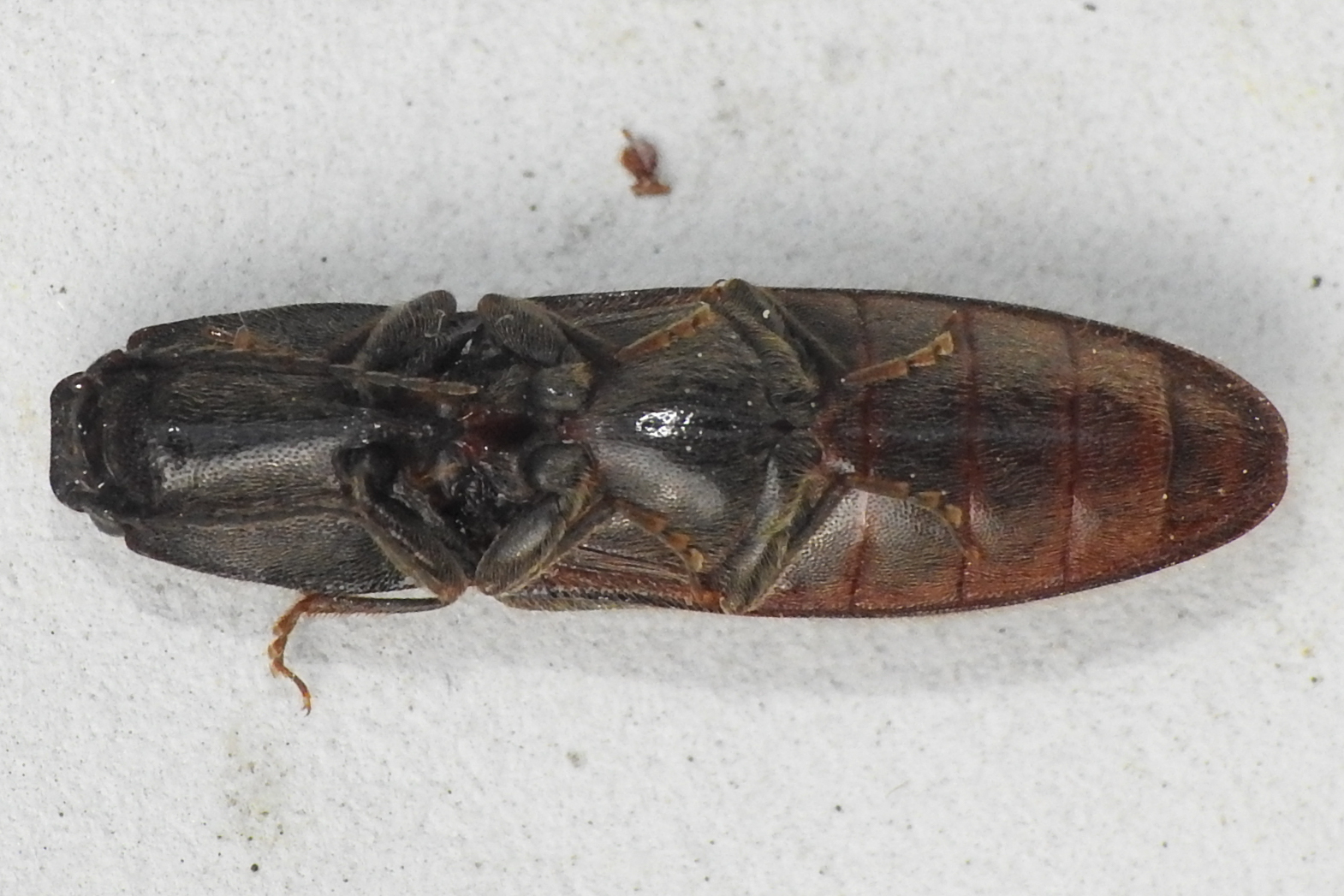 Athous haemorrhoidalis - szurkos pattanó Athous haemorrhoidalis - szurkos pattanó
