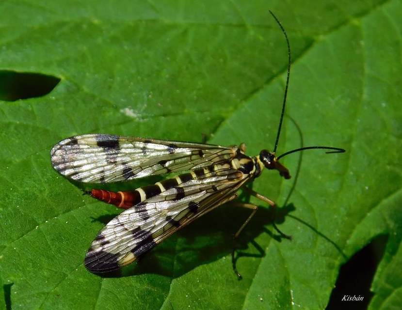 Panorpa vulgaris