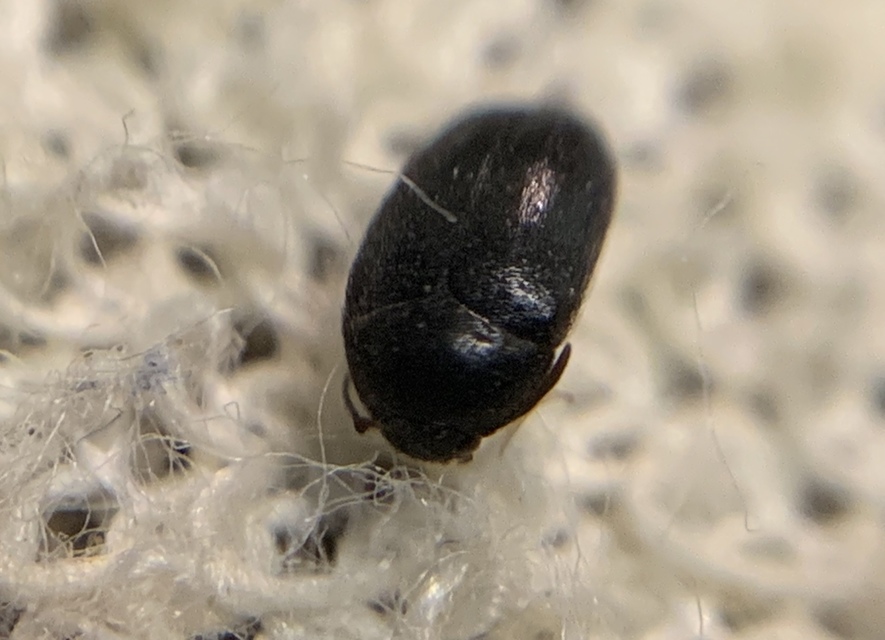 Attagenus schaefferi - fekete szűcsbogár