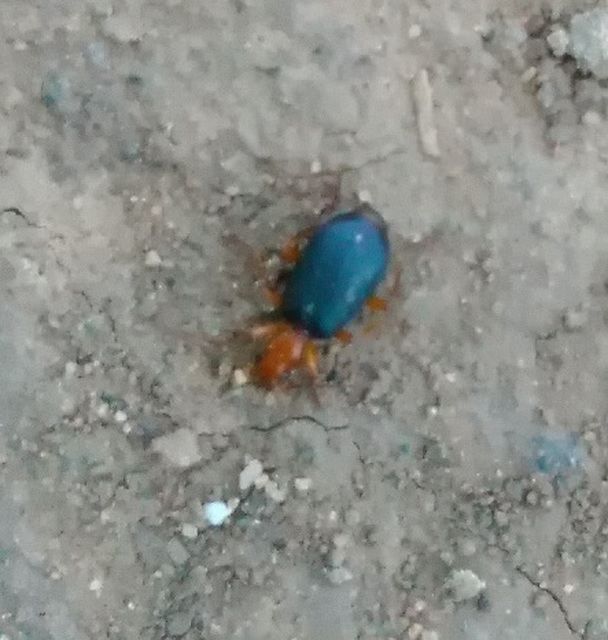 Brachinus