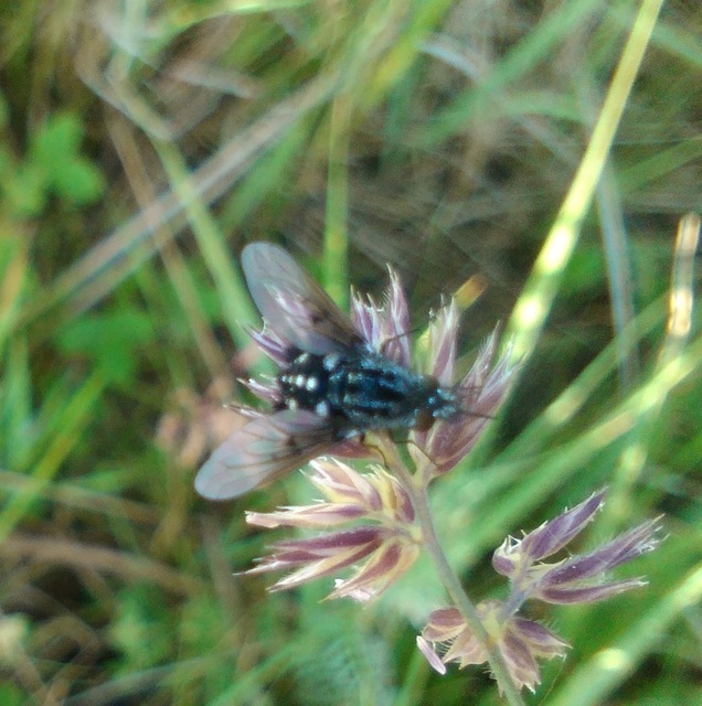 Bombylella atra - ezüstpettyes pöszörlégy