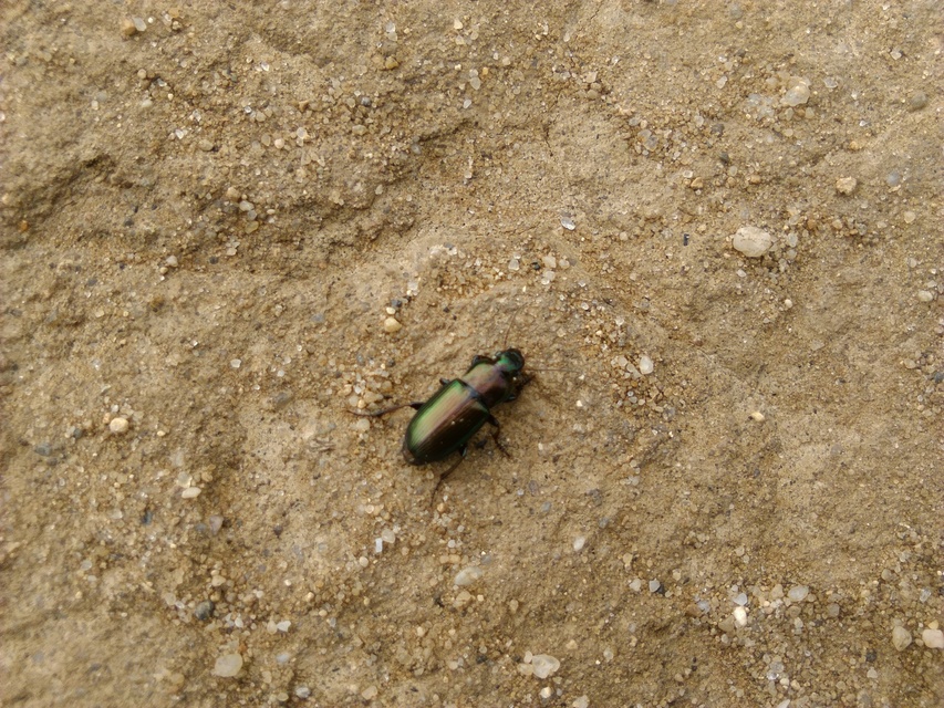 Harpalus distinguendus - mezei lomhafutó