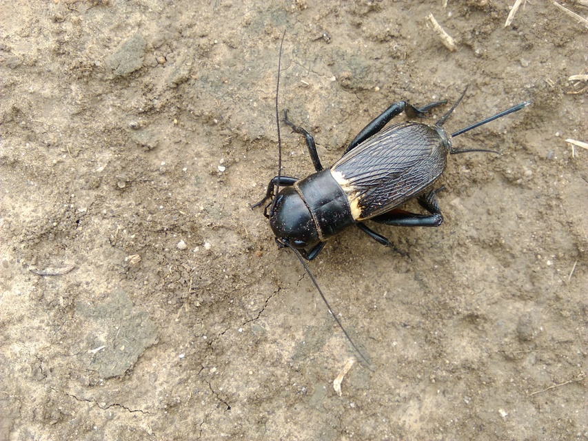 Gryllus campestris - mezei tücsök
