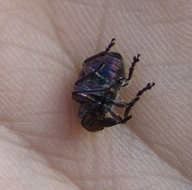 Rhynchites auratus - aranyos eszelény Rhynchites auratus - aranyos eszelény