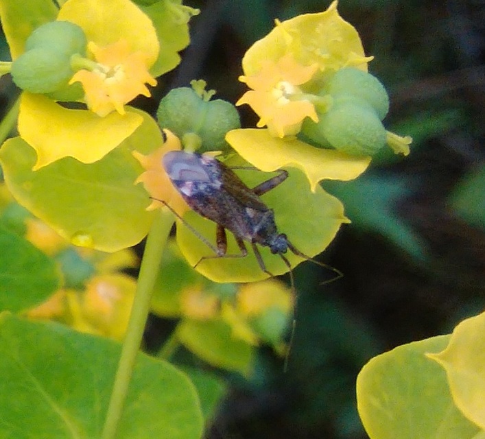 Closterotomus fulvomaculatus - komlópoloska