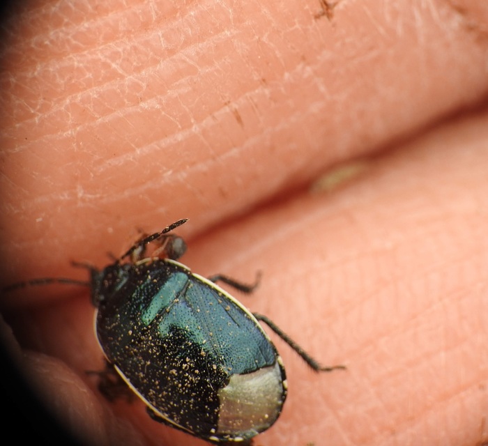 Canthophorus