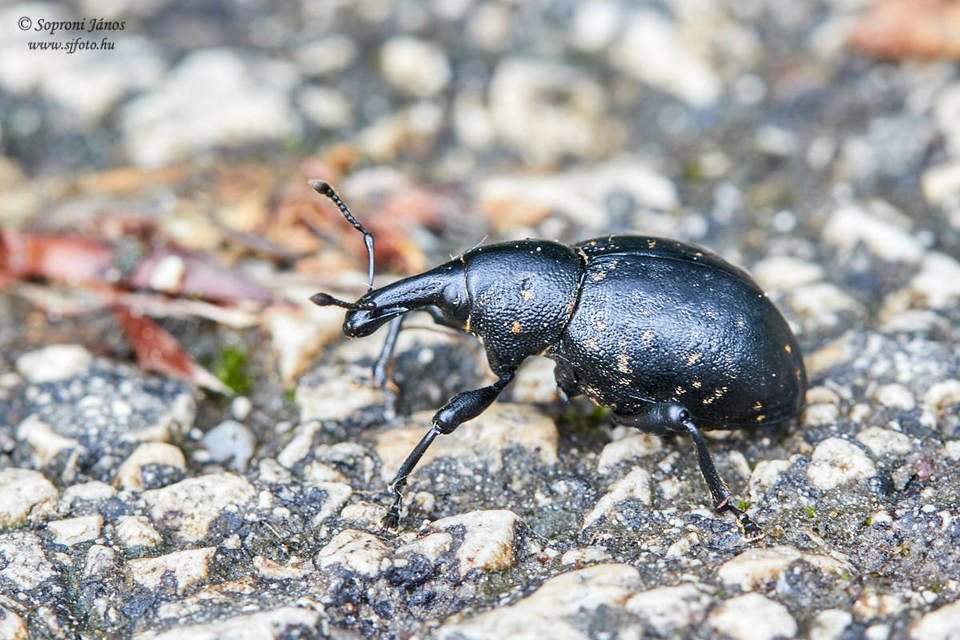 Liparus glabrirostris - közönséges acsalapuormányos