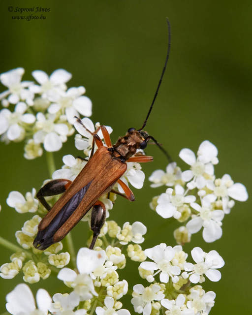 Oedemera femorata - sárgahátú álcincér