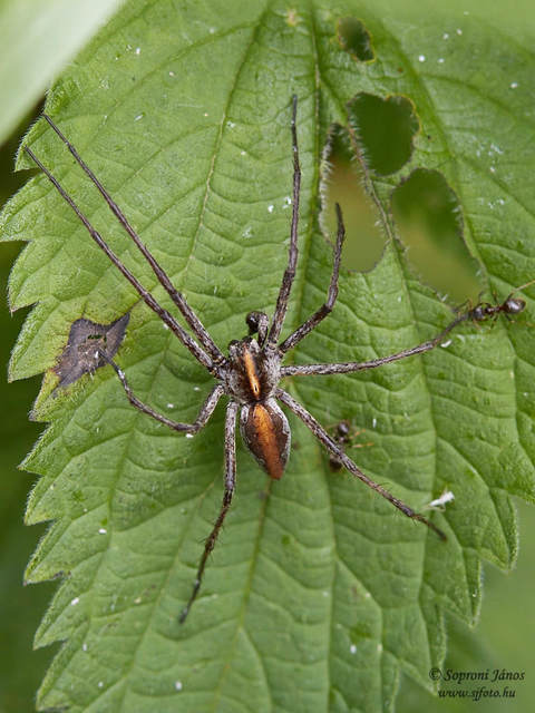 Pisaura mirabilis - csodáspók