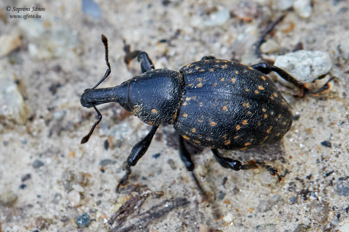 Liparus germanus - német acsalapuormányos
