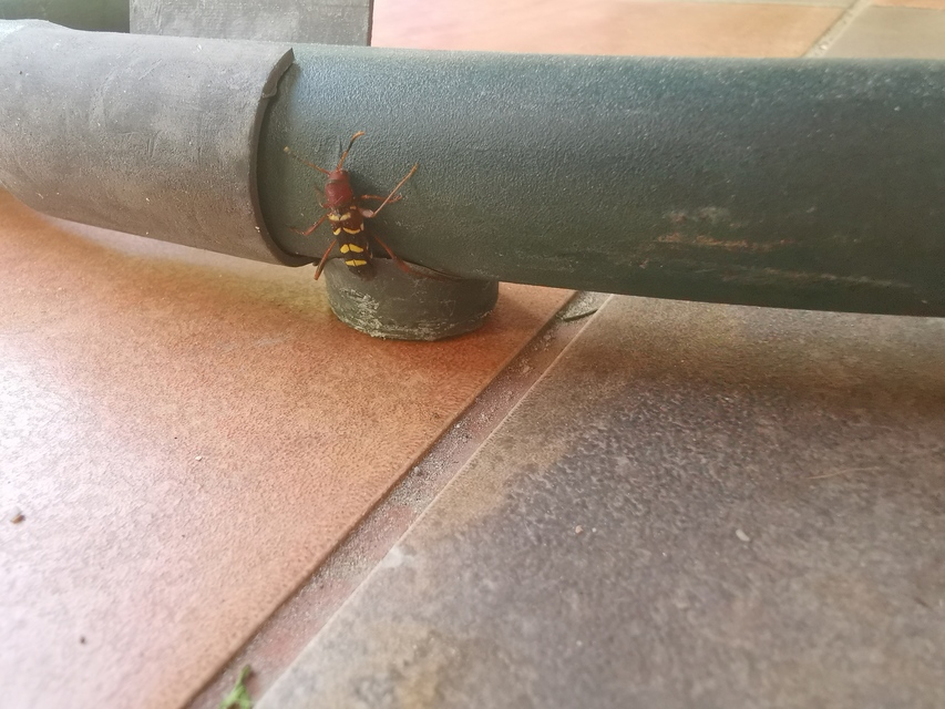 Neoclytus acuminatus - amerikai darázscincér