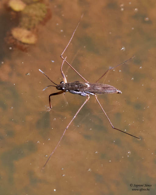 Gerridae - molnárpoloskák