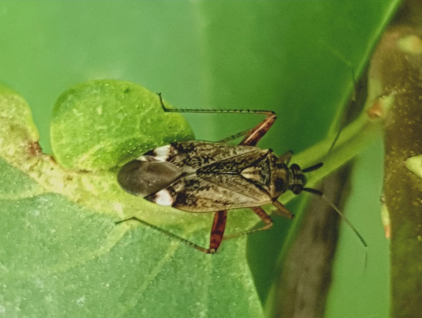 Closterotomus fulvomaculatus - komlópoloska Closterotomus fulvomaculatus - komlópoloska