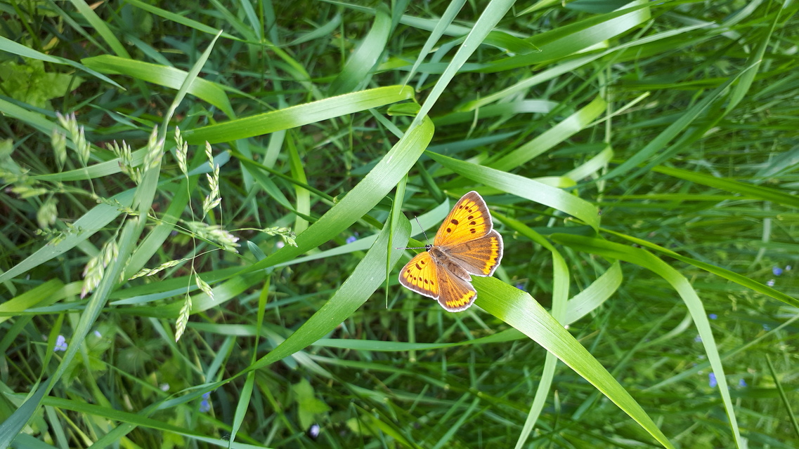 Lycaena dispar rutilus - nagy tűzlepke