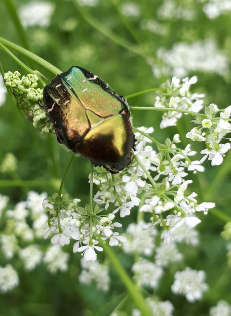 Cetonia aurata - aranyos virágbogár