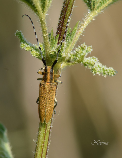 Agapanthia villosoviridescens - fehérgyűrűs bogáncscincér