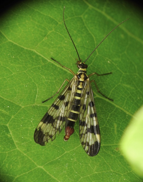 Panorpa vulgaris