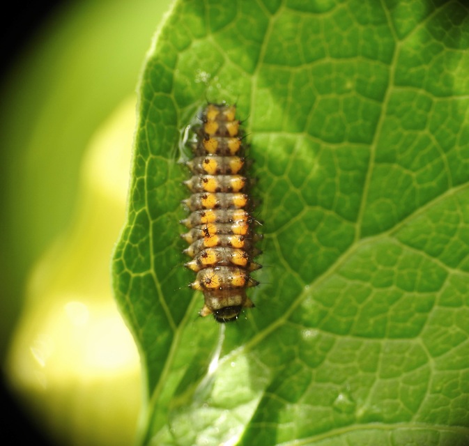 Zerynthia polyxena - farkasalmalepke