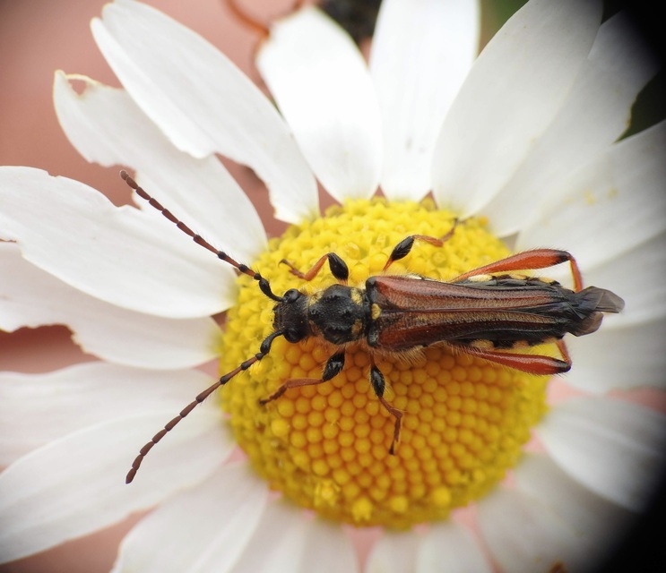 Stenopterus rufus - tarkacsápú keskenyfedőscincér
