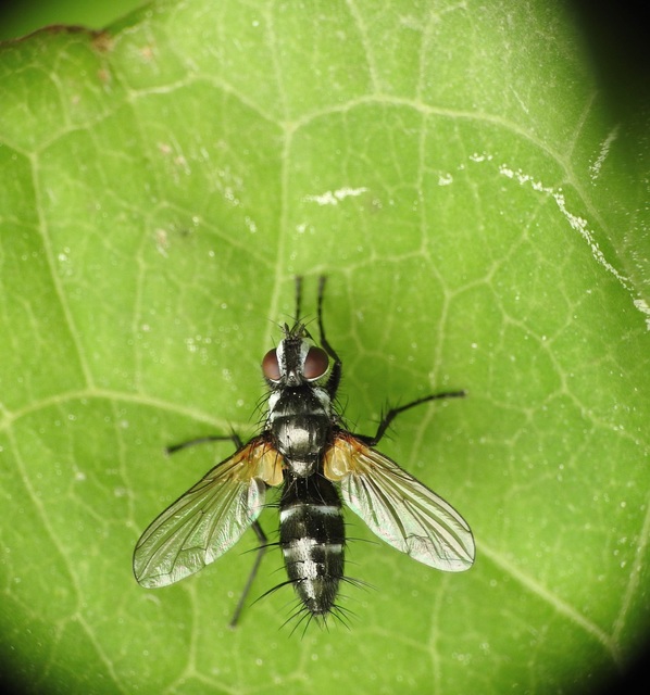 Tachinidae - fürkészlegyek