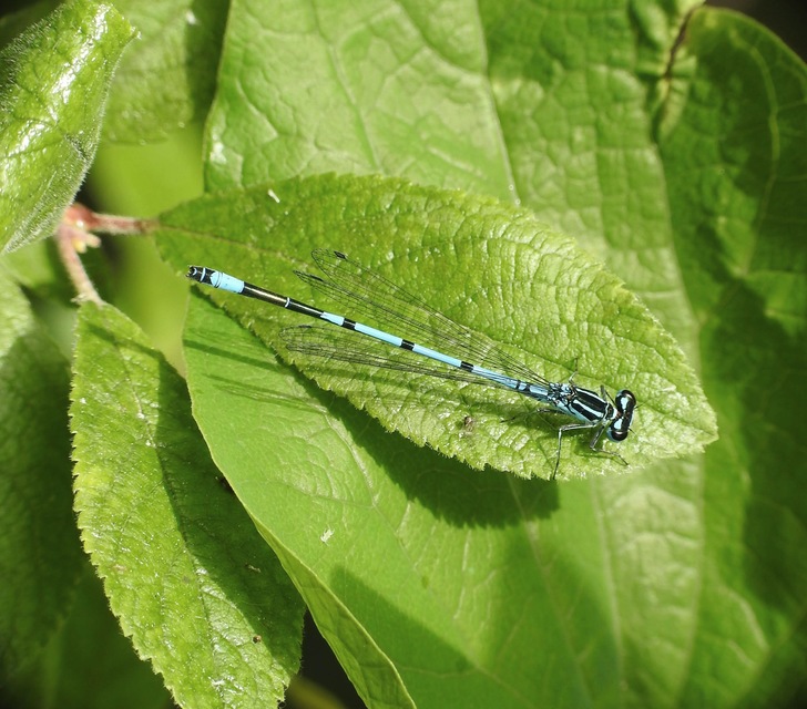 Coenagrion puella - azúrkék légivadász