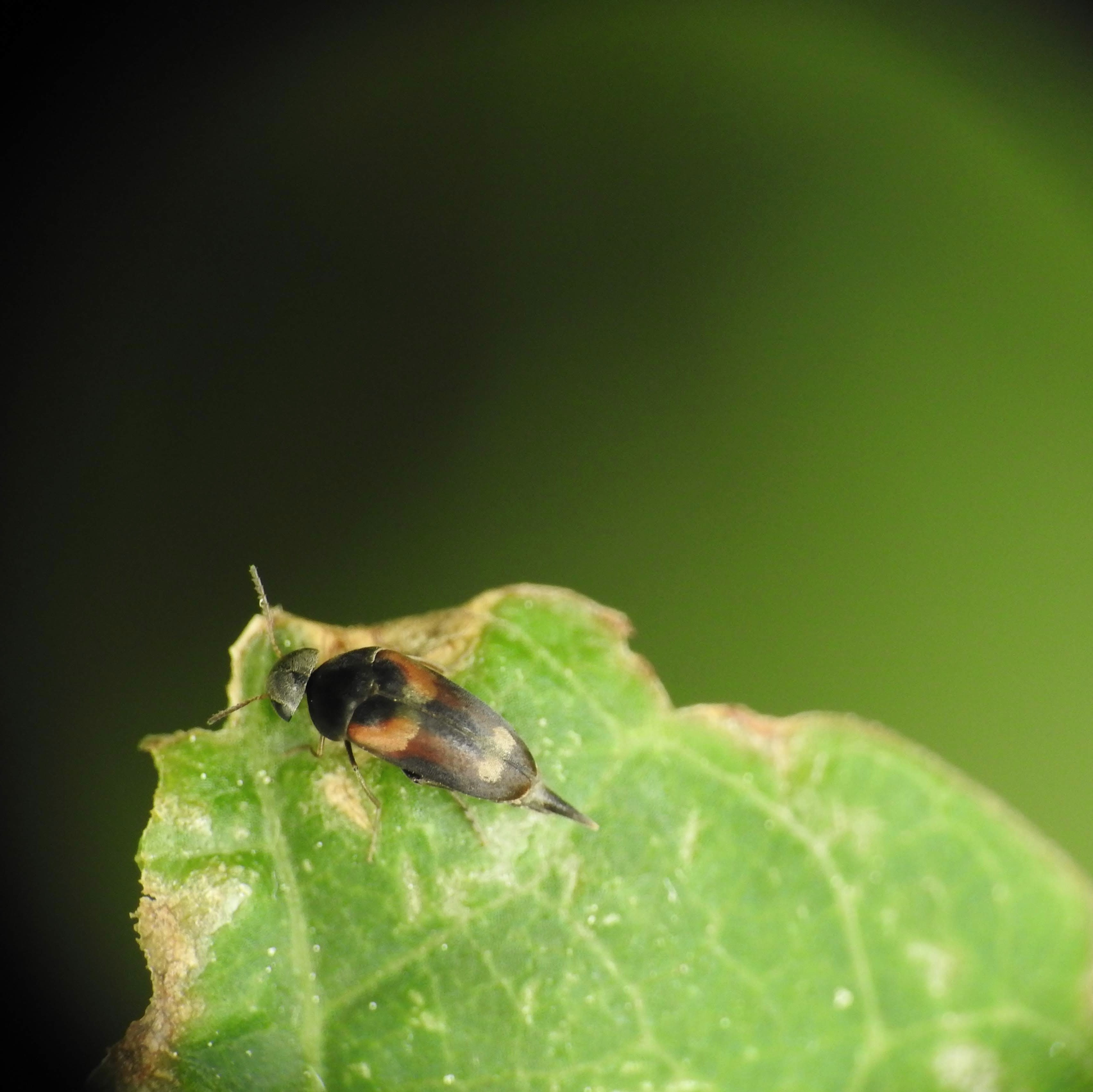 Mordellaria aurofasciata