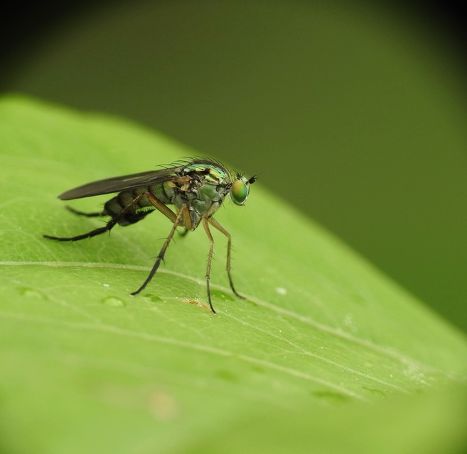 Dolichopodidae - szúnyoglábú legyek