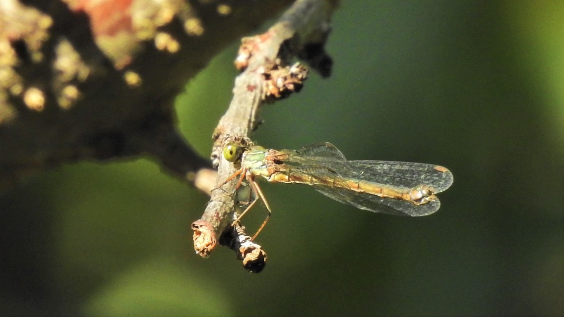 Chalcolestes viridis/parvidens