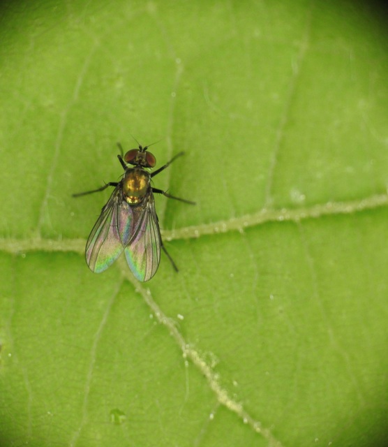 Dolichopodidae - szúnyoglábú legyek