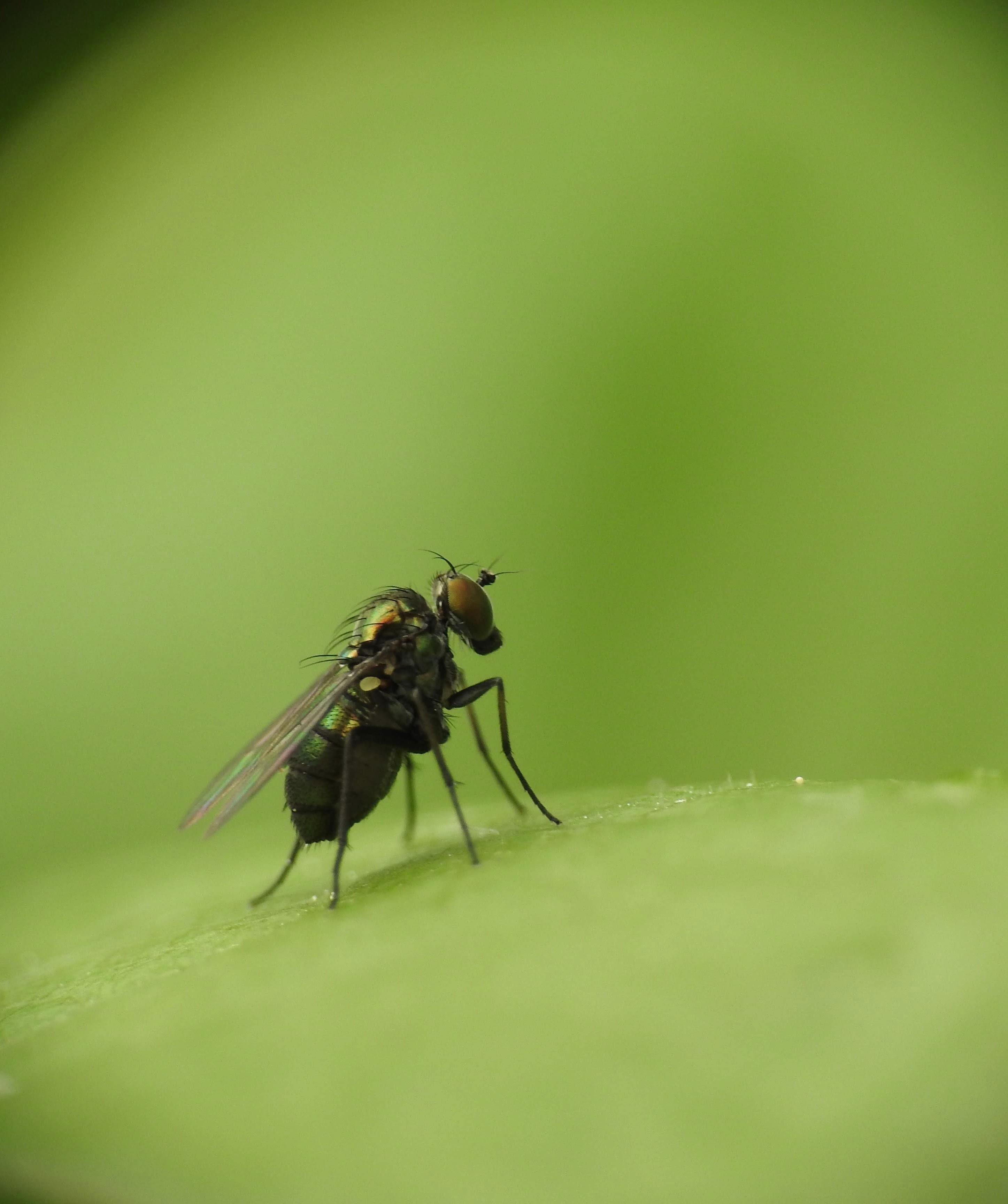 Dolichopodidae - szúnyoglábú legyek