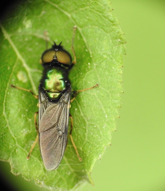 Chloromyia