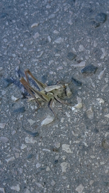Platycleis grisea - szürke rétiszöcske