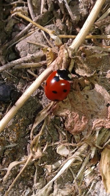 Coccinella septempunctata - hétpettyes katica