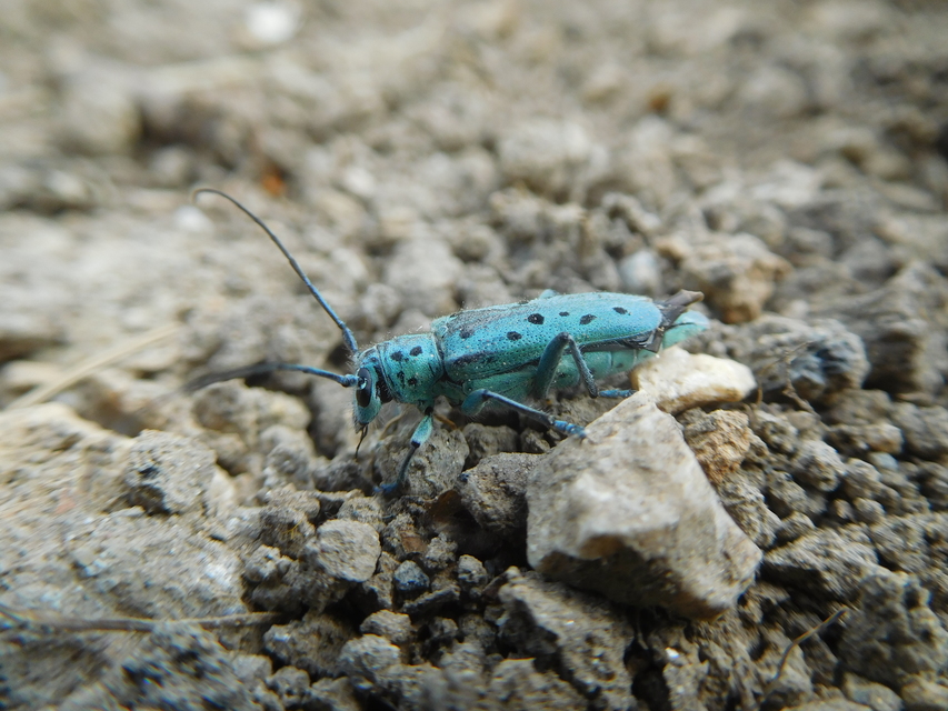 Saperda punctata - pettyes szilcincér Saperda punctata - pettyes szilcincér