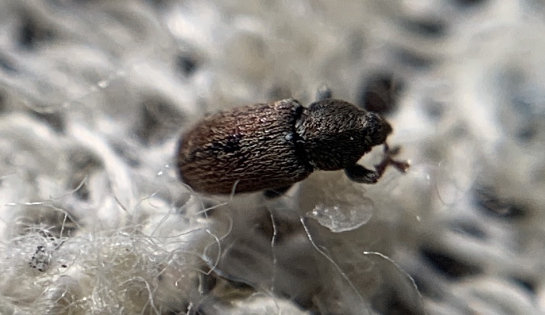 Tychius cuprifer - rezesbarna tímárormányos
