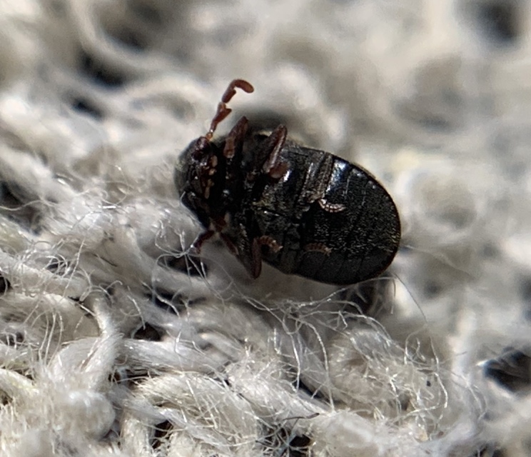 Dorcatoma dresdensis