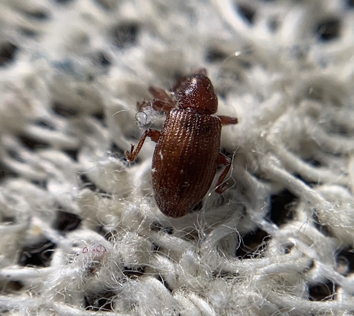 Dorytomus tortrix - csupasz hangormányos