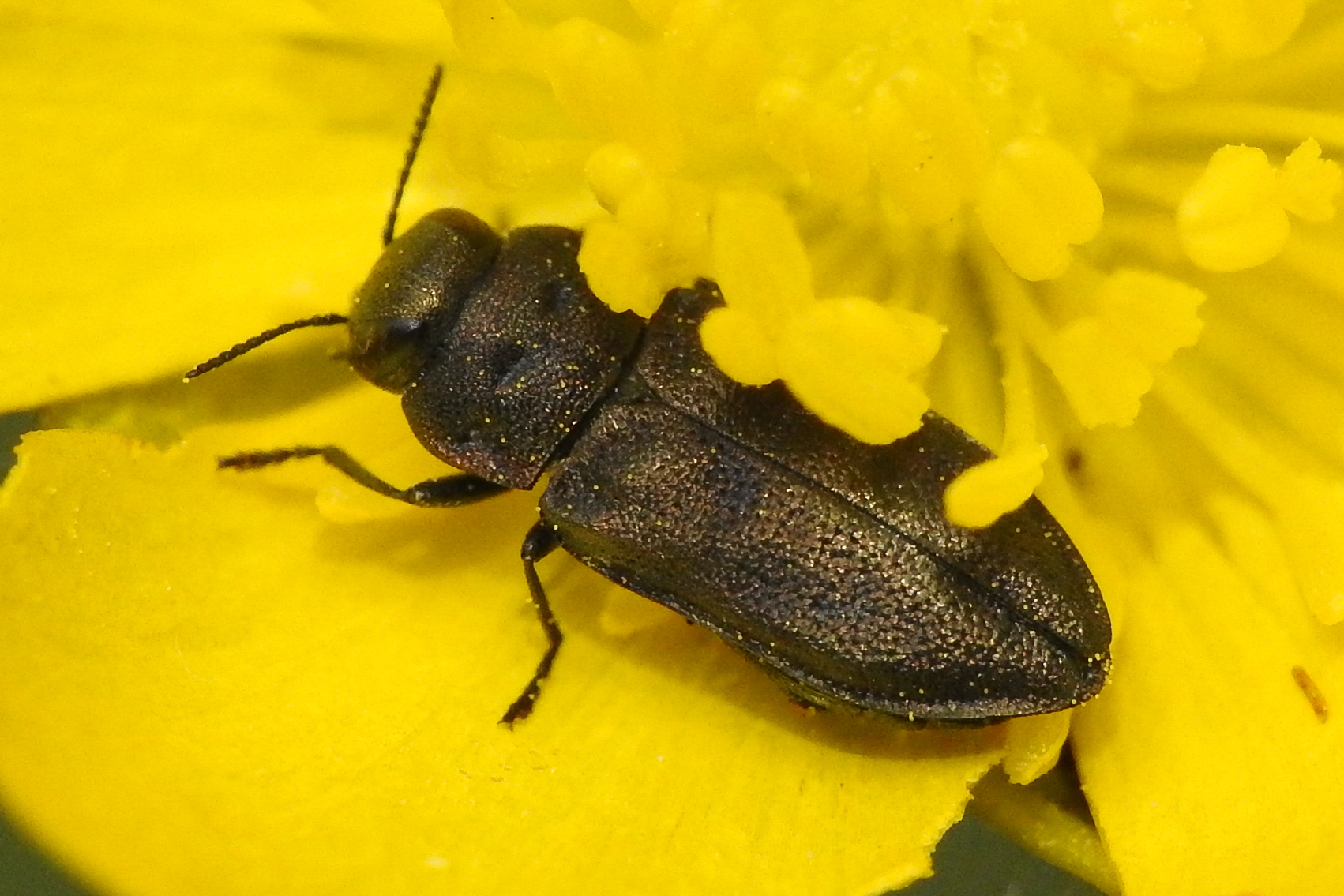 Anthaxia godeti - Godet-virágdíszbogár