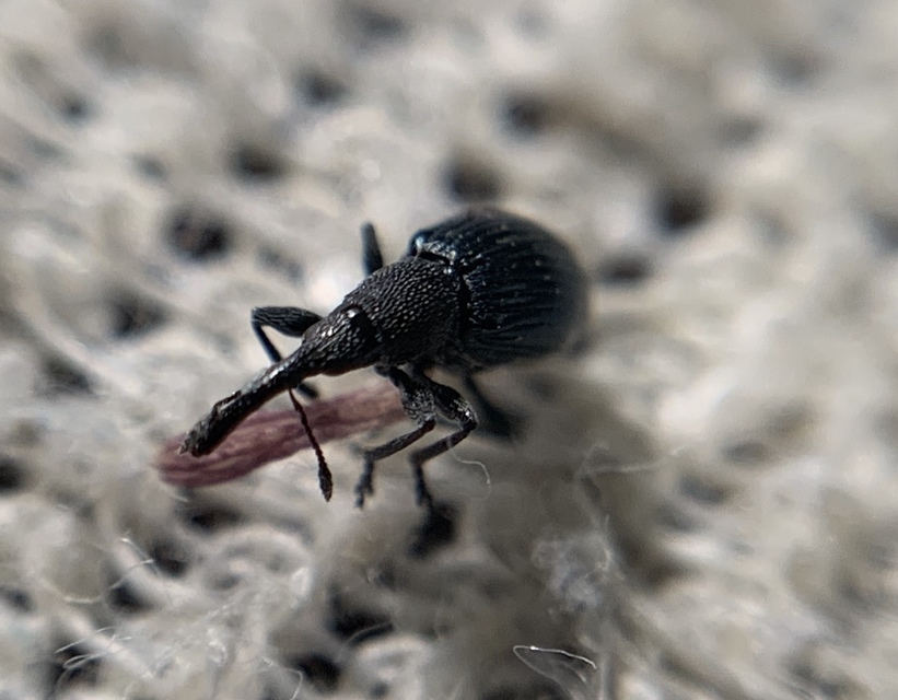Aspidapion validum - magaspajzsocskájú cickányormányos