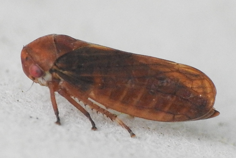 Iassus scutellaris