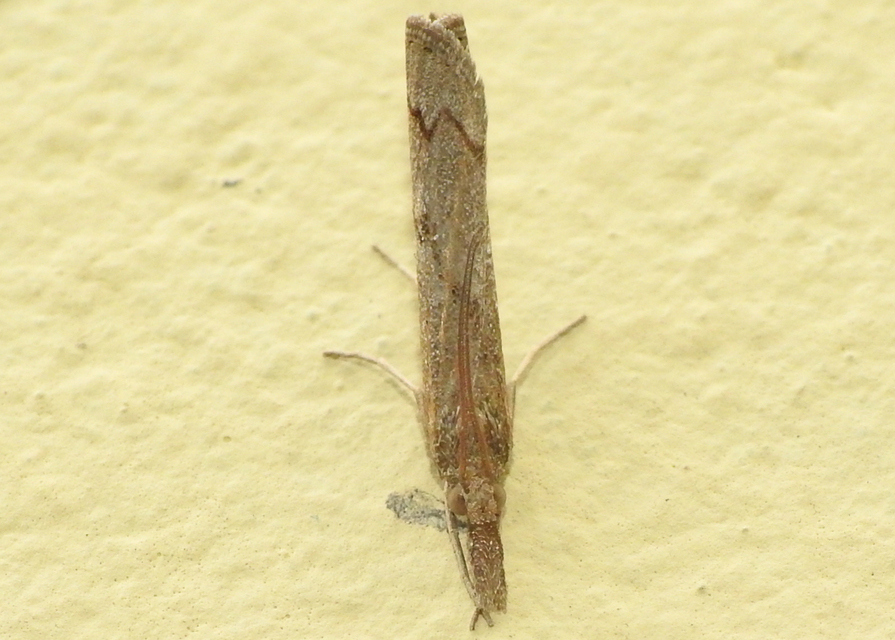 Pediasia contaminella - mocskos fűgyökérmoly